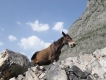 Na biku Čiernou horou až do Albánska