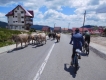 Trans-fagarašan