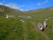 Trans-fagarašan