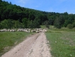Trans-fagarašan